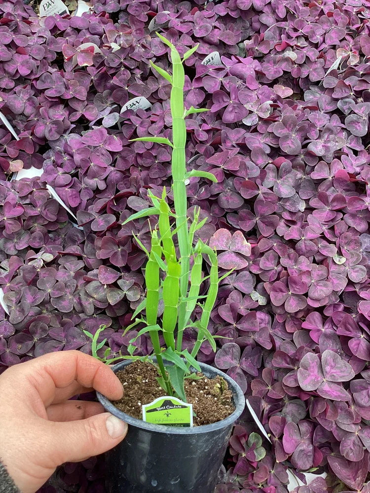Homalocladium Ribbons & Curls Live Plant – 4.5" Nursery Pot – Unique Indoor Foliage - Image 2