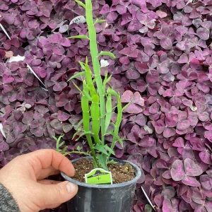 Homalocladium Ribbons & Curls Live Plant – 4.5