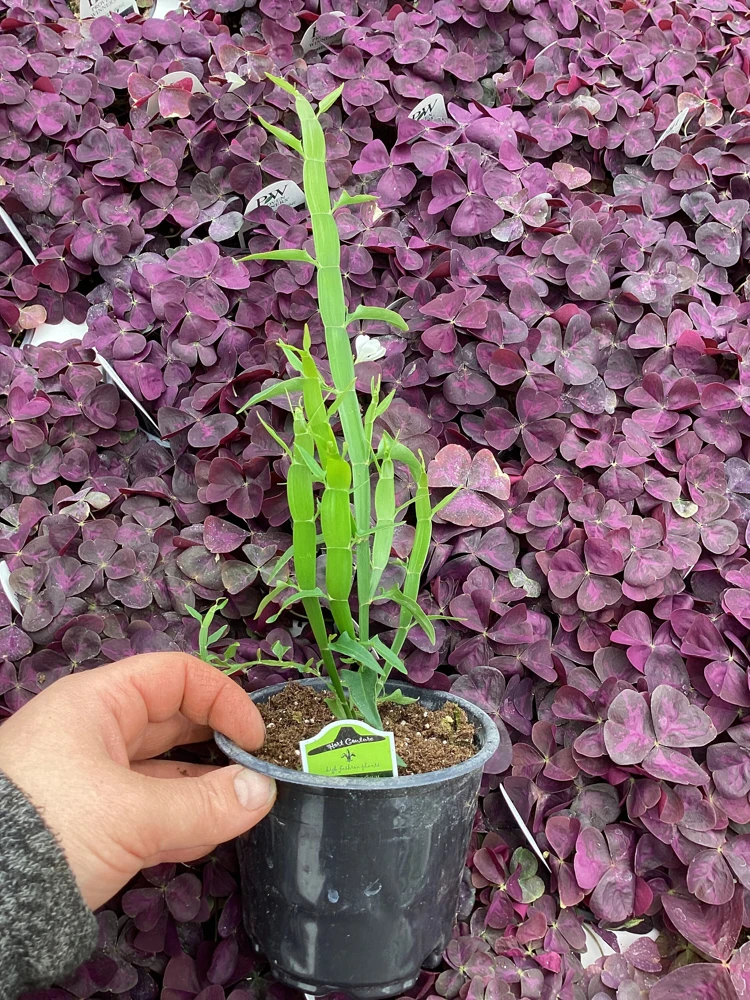 Homalocladium Ribbons & Curls Live Plant – 4.5" Nursery Pot – Unique Indoor Foliage - Image 3