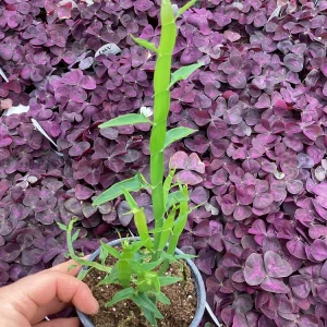 Homalocladium Ribbons & Curls Live Plant – 4.5