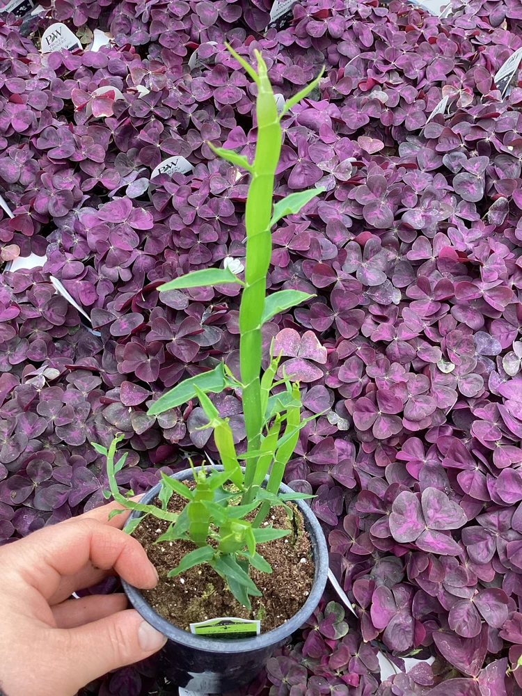 Homalocladium Ribbons & Curls Live Plant – 4.5" Nursery Pot – Unique Indoor Foliage - Image 4