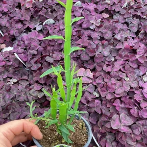 Homalocladium Ribbons & Curls Live Plant – 4.5