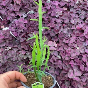 Homalocladium Ribbons & Curls Live Plant – 4.5