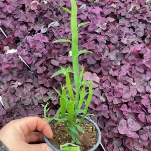 Homalocladium Ribbons & Curls Live Plant – 4.5