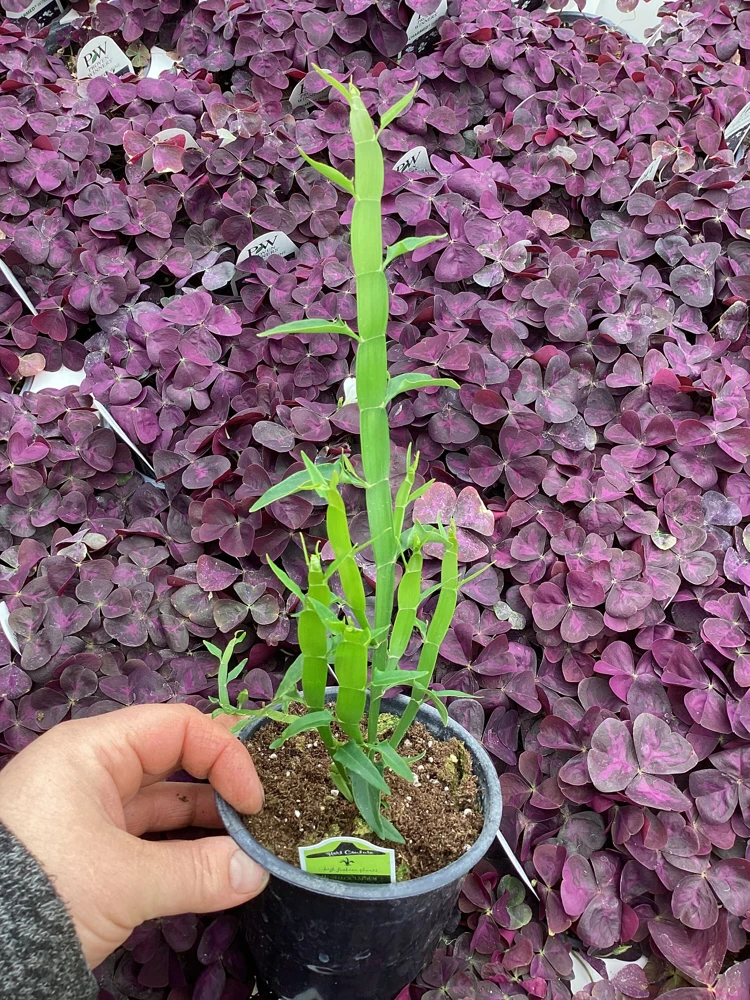 Homalocladium Ribbons & Curls Live Plant – 4.5" Nursery Pot – Unique Indoor Foliage - Image 7