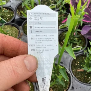 Homalocladium Ribbons & Curls Live Plant – 4.5