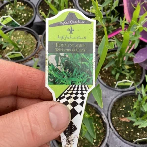 Homalocladium Ribbons & Curls Live Plant – 4.5