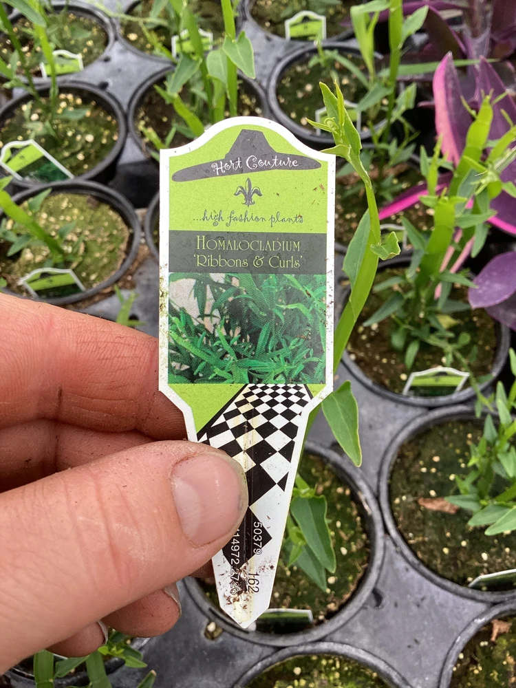 Homalocladium Ribbons & Curls Live Plant – 4.5" Nursery Pot – Unique Indoor Foliage - Image 9