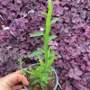 Homalocladium Ribbons & Curls Live Plant – 4.5" Nursery Pot – Unique Indoor Foliage - Image 1