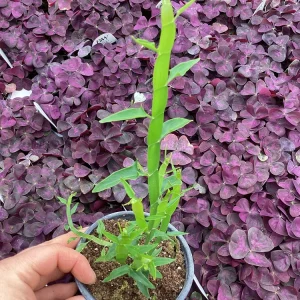 Homalocladium Ribbons & Curls Live Plant – 4.5