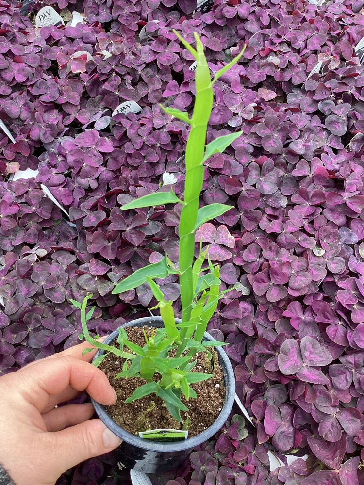 Homalocladium Ribbons & Curls Live Plant – 4.5" Nursery Pot – Unique Indoor Foliage - Image 1