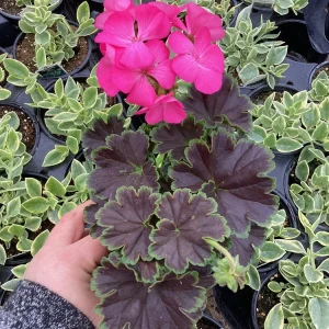 Hot Pink Geranium Live Plant - Tall Dark & Handsome Pelargonium, 4.5 inch Pot - Image 10