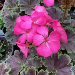 Hot Pink Geranium Live Plant - Tall Dark & Handsome Pelargonium, 4.5 inch Pot - Image 2
