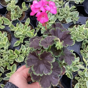 Hot Pink Geranium Live Plant - Tall Dark & Handsome Pelargonium, 4.5 inch Pot - Image 3