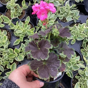 Hot Pink Geranium Live Plant - Tall Dark & Handsome Pelargonium, 4.5 inch Pot - Image 4