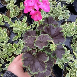 Hot Pink Geranium Live Plant - Tall Dark & Handsome Pelargonium, 4.5 inch Pot - Image 5