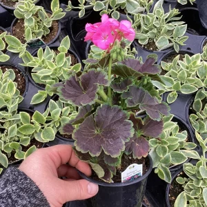 Hot Pink Geranium Live Plant - Tall Dark & Handsome Pelargonium, 4.5 inch Pot - Image 6