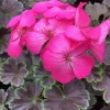 Hot Pink Geranium Live Plant - Tall Dark & Handsome Pelargonium, 4.5 inch Pot - Image 1