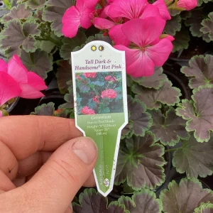 Hot Pink Geranium Live Plant - Tall Dark & Handsome Pelargonium, 4.5 inch Pot - Image 8