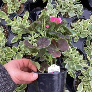 Hot Pink Geranium Live Plant - Tall Dark & Handsome Pelargonium, 4.5 inch Pot - Image 9