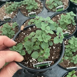 Hot & Spicy Oregano Live Plant - 4.5 inch Pot - Culinary Herb - Image 2