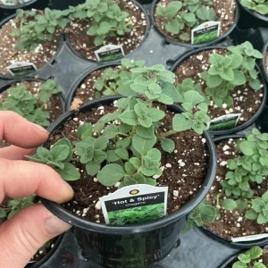 Hot & Spicy Oregano Live Plant - 4.5 inch Pot - Culinary Herb - Image 3