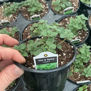 Hot & Spicy Oregano Live Plant - 4.5 inch Pot - Culinary Herb - Image 4