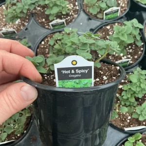Hot & Spicy Oregano Live Plant - 4.5 inch Pot - Culinary Herb - Image 5