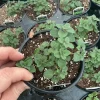 Hot & Spicy Oregano Live Plant - 4.5 inch Pot - Culinary Herb - Image 1