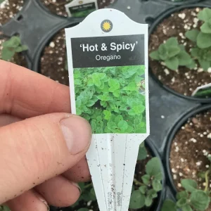 Hot & Spicy Oregano Live Plant - 4.5 inch Pot - Culinary Herb - Image 6