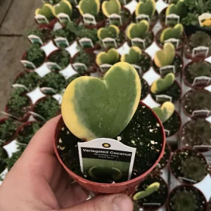Hoya Kerrii 'Variegated Coconut' Sweetheart Live Plant - 3 inch Nursery Pot - Image 2