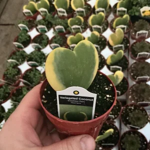 Hoya Kerrii 'Variegated Coconut' Sweetheart Live Plant - 3 inch Nursery Pot - Image 3