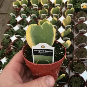 Hoya Kerrii 'Variegated Coconut' Sweetheart Live Plant - 3 inch Nursery Pot - Image 4