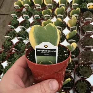 Hoya Kerrii 'Variegated Coconut' Sweetheart Live Plant - 3 inch Nursery Pot - Image 5