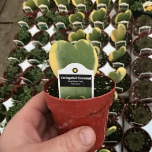 Hoya Kerrii 'Variegated Coconut' Sweetheart Live Plant - 3 inch Nursery Pot - Image 6