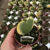 Hoya Kerrii 'Variegated Coconut' Sweetheart Live Plant - 3 inch Nursery Pot - Image 1