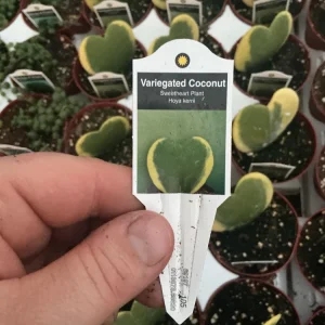 Hoya Kerrii 'Variegated Coconut' Sweetheart Live Plant - 3 inch Nursery Pot - Image 7