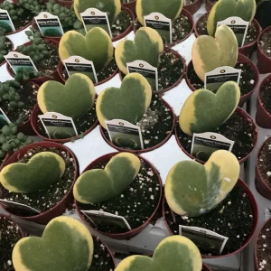 Hoya Kerrii 'Variegated Coconut' Sweetheart Live Plant - 3 inch Nursery Pot - Image 9