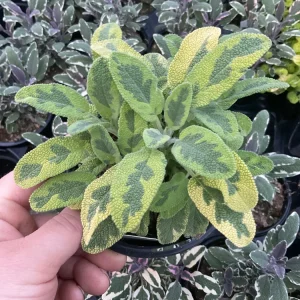 Icterina Sage Live Plant - Variegated Salvia Officinalis - 4.5
