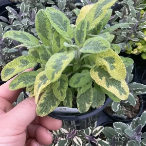 Icterina Sage Live Plant - Variegated Salvia Officinalis - 4.5