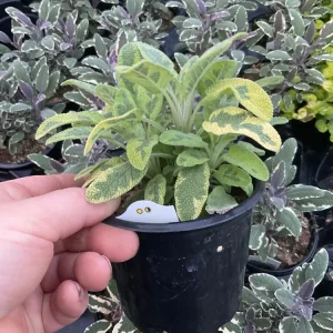 Icterina Sage Live Plant - Variegated Salvia Officinalis - 4.5