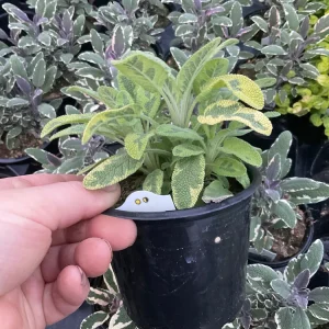 Icterina Sage Live Plant - Variegated Salvia Officinalis - 4.5