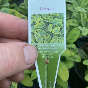 Icterina Sage Live Plant - Variegated Salvia Officinalis - 4.5