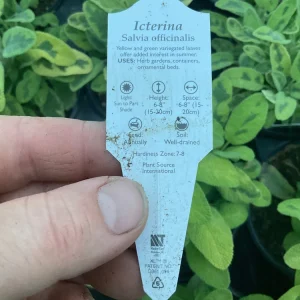 Icterina Sage Live Plant - Variegated Salvia Officinalis - 4.5