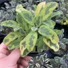 Icterina Sage Live Plant - Variegated Salvia Officinalis - 4.5" Pot - Image 1