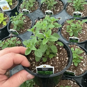 Italian Oregano Live Plant – Fresh Herb – 4.5 inch Pot – Outdoor/Indoor - Image 2