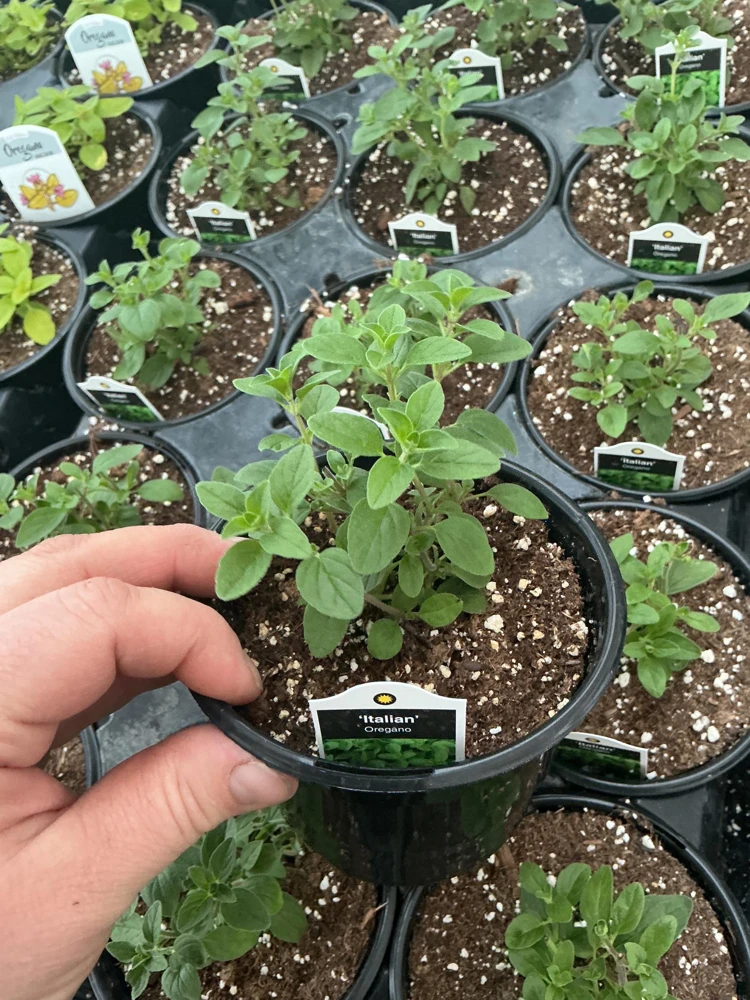 Italian Oregano Live Plant – Fresh Herb – 4.5 inch Pot – Outdoor/Indoor - Image 2