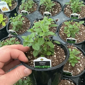 Italian Oregano Live Plant – Fresh Herb – 4.5 inch Pot – Outdoor/Indoor - Image 3