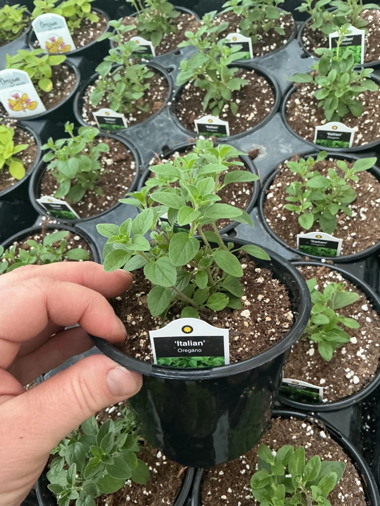 Italian Oregano Live Plant – Fresh Herb – 4.5 inch Pot – Outdoor/Indoor - Image 3