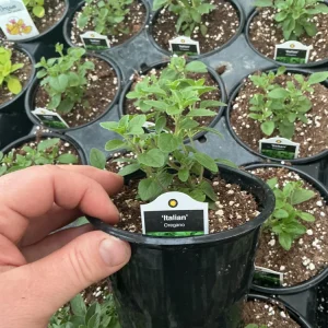 Italian Oregano Live Plant – Fresh Herb – 4.5 inch Pot – Outdoor/Indoor - Image 4